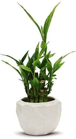 5.1" X 4.1" Medium White Geometric Pot - 16 Pieces 2 5.1" X 4.1" Medium White Geometric Pot - 16 Pieces - Image 2