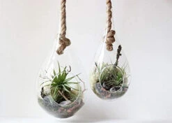 5" X 9.5" Rope Hanging Terrarium - 12 Pieces 12 5" X 9.5" Rope Hanging Terrarium - 12 Pieces -Home Decoration Discount 41S kNbFuvL. AC 38131.1661662119.1280.1280