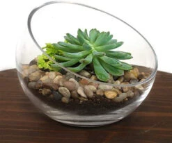 11" X 10" Slant Bowl Glass Vase - 2 Pieces 15 11" X 10" Slant Bowl Glass Vase - 2 Pieces -Home Decoration Discount 41rruStBpML. AC 69957.1661954967.1280.1280