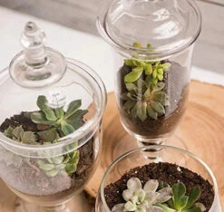 20.5" X 9" Apothecary Jar For Candy Buffet - 4 Pieces -Home Decoration Discount 51wUqgeqoCL. AC 97411.1661949700.1280.1280