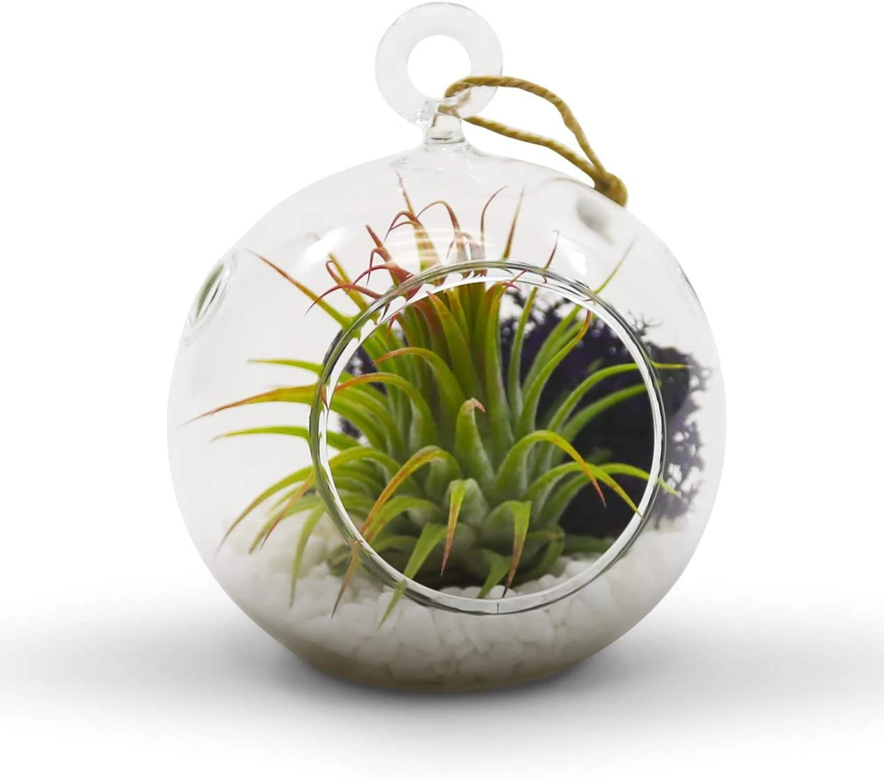 3" X 4" Hanging Round Terrarium Candle Holder - 72 Pieces 4 3" X 4" Hanging Round Terrarium Candle Holder - 72 Pieces - Image 4