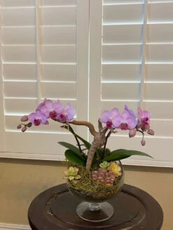 7" X 7" Clear Slant Cut Bowl Vase On Stand / Terrarium - 8 Pieces -Home Decoration Discount 616oGCkoFiL. AC SL1440 81930.1661725283.1280.1280