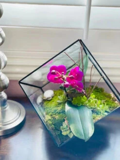 Black Tilted Cube Geometric Glass Terrarium, Heptahedron - 12 Pieces 16 Black Tilted Cube Geometric Glass Terrarium, Heptahedron - 12 Pieces -Home Decoration Discount 61DwX1ks lL. AC SL1440 32397.1661734156.1280.1280