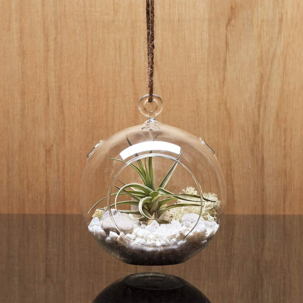 4" X 5" Hanging Round Terrarium Candle Holder - 48 Pieces 6 4" X 5" Hanging Round Terrarium Candle Holder - 48 Pieces - Image 6