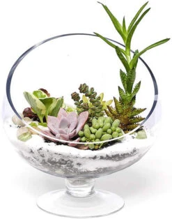 7" X 7" Clear Slant Cut Bowl Vase On Stand / Terrarium - 8 Pieces -Home Decoration Discount 61QZHx2 dmL. AC SL1000 59606.1661960951.1280.1280