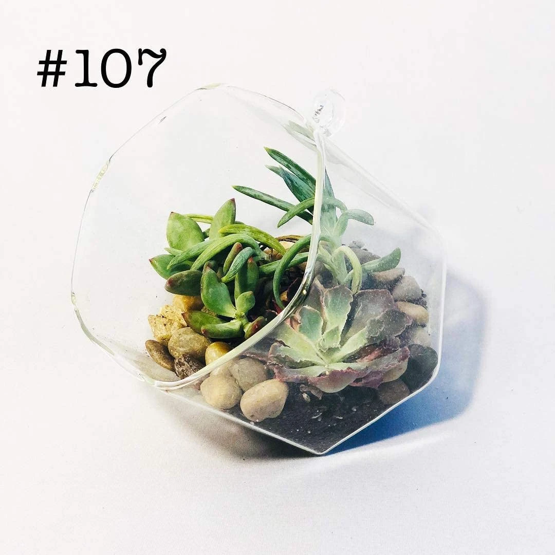 Hexagonal Frameless Geometric Glass Terrarium - 6 Pieces 3 Hexagonal Frameless Geometric Glass Terrarium - 6 Pieces - Image 3