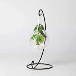 3" X 5.5" Hanging Pear Terrarium Candle Holder - 48 Pieces 8 3" X 5.5" Hanging Pear Terrarium Candle Holder - 48 Pieces -Home Decoration Discount 61dqICFFNbL. AC SL1500 20488.1661959685.1280.1280