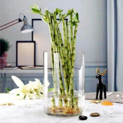 8" X 10" Cylinder Glass Vase - 6 Pieces 11 8" X 10" Cylinder Glass Vase - 6 Pieces -Home Decoration Discount 71 3HuoUuFL. AC SL1500 83870.1661444748.1280.1280