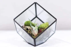 Black Tilted Cube Geometric Glass Terrarium, Heptahedron - 12 Pieces 14 Black Tilted Cube Geometric Glass Terrarium, Heptahedron - 12 Pieces -Home Decoration Discount 719pnkOryjL. AC SL1500 25524.1661734156.1280.1280