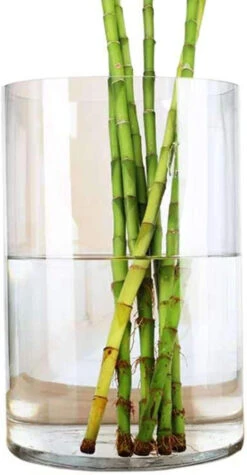 9" X 12" Cylinder Glass Vase - 2 Pieces 9 9" X 12" Cylinder Glass Vase - 2 Pieces -Home Decoration Discount 719xEFvL27L. AC SL1500 72424.1661351759.1280.1280