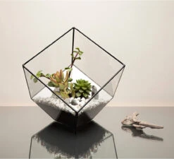 Black Tilted Cube Geometric Glass Terrarium, Heptahedron - 12 Pieces 15 Black Tilted Cube Geometric Glass Terrarium, Heptahedron - 12 Pieces -Home Decoration Discount 71Jvkp1ZC5L. AC SL1500 31405.1661734156.1280.1280