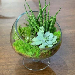 7" X 7" Clear Slant Cut Bowl Vase On Stand / Terrarium - 8 Pieces -Home Decoration Discount 71K3IqsehAL. AC SL1000 88535.1661725283.1280.1280