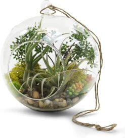 8" X 9" Hanging Round Terrarium Candle Holder - 12 Pieces 13 8" X 9" Hanging Round Terrarium Candle Holder - 12 Pieces -Home Decoration Discount 71KIuQqwUiL. AC SL1500 27048.1661457647.1280.1280