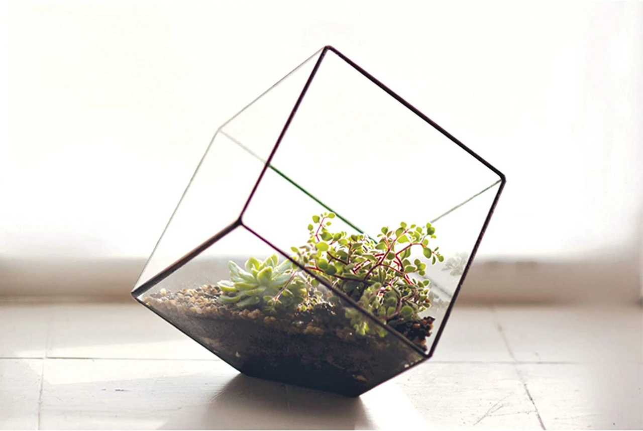 Black Tilted Cube Geometric Glass Terrarium, Heptahedron - 12 Pieces 5 Black Tilted Cube Geometric Glass Terrarium, Heptahedron - 12 Pieces - Image 5