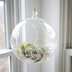 8" X 9" Hanging Round Terrarium Candle Holder - 12 Pieces 12 8" X 9" Hanging Round Terrarium Candle Holder - 12 Pieces -Home Decoration Discount 71RxebL8MCL. AC SL1500 21180.1661457647.1280.1280