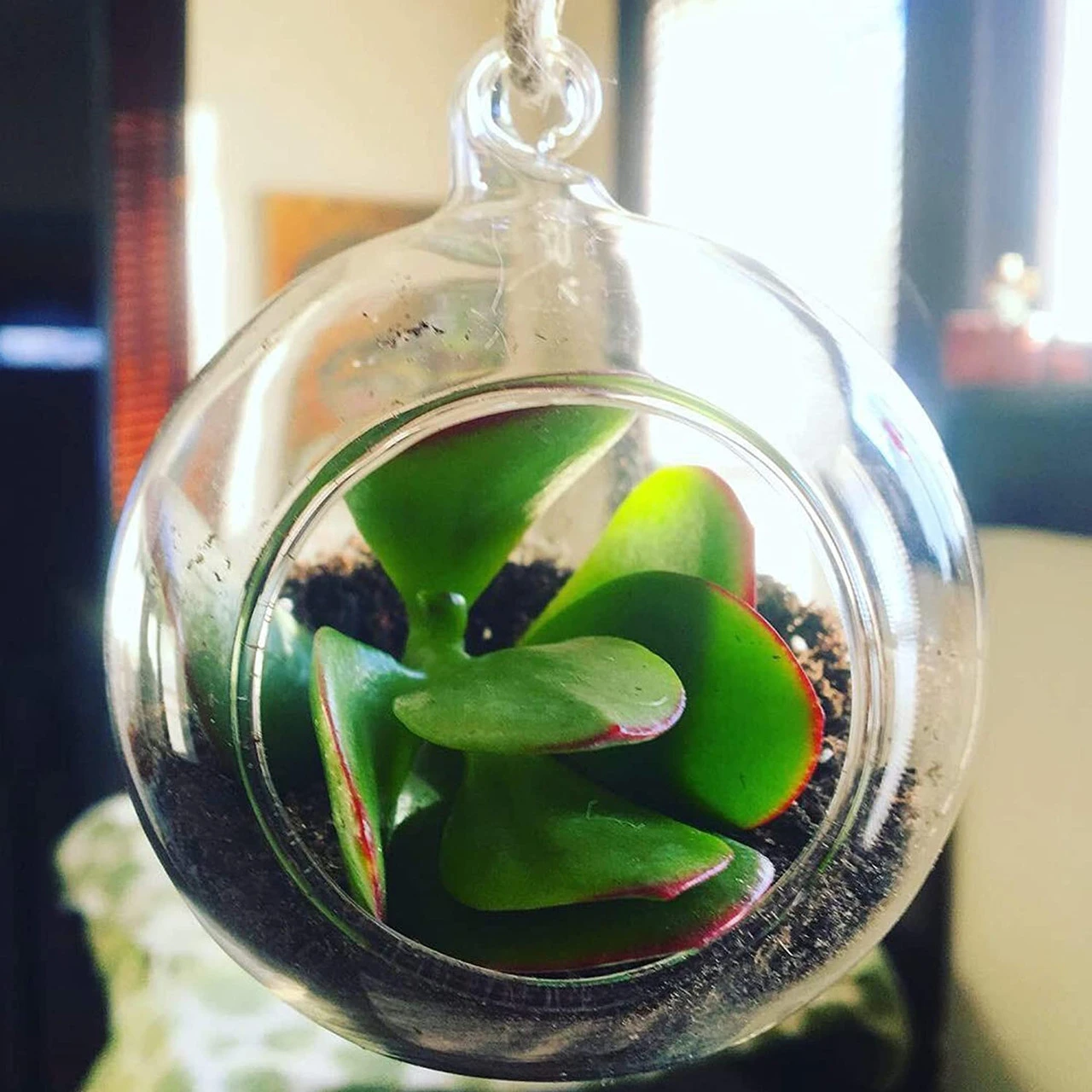 3" X 4" Hanging Round Terrarium Candle Holder - 72 Pieces 5 3" X 4" Hanging Round Terrarium Candle Holder - 72 Pieces - Image 5