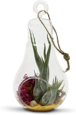 4.25" X 8.25" Hanging Bulb Terrarium Candle Holder - 24 Pieces 9 4.25" X 8.25" Hanging Bulb Terrarium Candle Holder - 24 Pieces -Home Decoration Discount 71ZBGA0TjQL. AC SL1500 52106.1661444467.1280.1280
