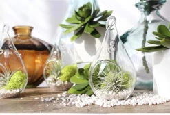 3" X 5.5" Hanging Pear Terrarium Candle Holder - 48 Pieces 11 3" X 5.5" Hanging Pear Terrarium Candle Holder - 48 Pieces -Home Decoration Discount 71 a6 4wwdL. AC SL1500 82386.1661959685.1280.1280