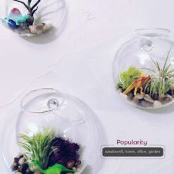 6" Diameter Glass Terrarium - 24 Pieces -Home Decoration Discount 71aZhCXnnLL. AC SL1500 19719.1661957174.1280.1280
