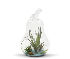 5.5" X 8" Apple Terrarium Candle Holder - 12 Pieces 9 5.5" X 8" Apple Terrarium Candle Holder - 12 Pieces -Home Decoration Discount 71aaTb3ugCL. AC SL1500 33274.1661953321.1280.1280