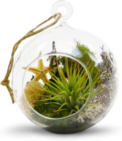 4" X 5" Hanging Round Terrarium Candle Holder - 48 Pieces 14 4" X 5" Hanging Round Terrarium Candle Holder - 48 Pieces -Home Decoration Discount 71pYsAlQiiL. AC SL1500 42597.1661951580.1280.1280
