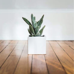 5 Inch White Square Cube - 12 Pieces 11 5 Inch White Square Cube - 12 Pieces -Home Decoration Discount 71uOqiGV3uL. AC SL1500 08839.1661788114.1280.1280