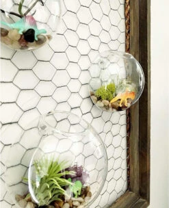 6" Diameter Glass Terrarium - 24 Pieces -Home Decoration Discount 81BB10yleVL. AC SL1500 65824.1661957177.1280.1280