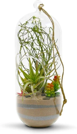 5" X 12" Cylindrical Hanging Terrarium Candle Holder - 12 Pieces 8 5" X 12" Cylindrical Hanging Terrarium Candle Holder - 12 Pieces -Home Decoration Discount 81CRGyVI9GL. AC SL1500 68975.1661510523.1280.1280