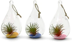 3" X 5.5" Hanging Pear Terrarium Candle Holder - 48 Pieces 10 3" X 5.5" Hanging Pear Terrarium Candle Holder - 48 Pieces -Home Decoration Discount 81OgS SQo3L. AC SL1500 48313.1661959685.1280.1280