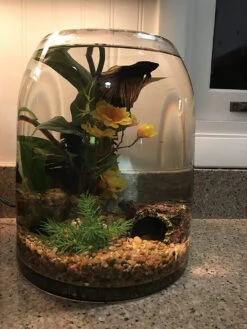 Clear Dome Shape Terrarium Bowl Glass Vase, 11.5 Inches High - 4 Pieces -Home Decoration Discount 81P1qckX0SL. AC SL1500 75843.1661709304.1280.1280