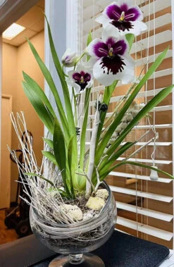 7" X 7" Clear Slant Cut Bowl Vase On Stand / Terrarium - 8 Pieces -Home Decoration Discount 81P5xam 1PL. AC SL1500 12523.1661725283.1280.1280