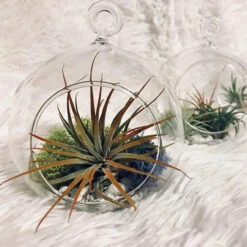 7" X 8" Hanging Round Terrarium Candle Holder - 12 Pieces -Home Decoration Discount 81sAg0rNsNL. AC SL1500 97946.1661951743.1280.1280