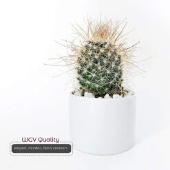 5.5" X 5" White Cylinder Ceramic - 12 Pieces 12 5.5" X 5" White Cylinder Ceramic - 12 Pieces -Home Decoration Discount 81z76N00 oL. AC SL1500 64869.1661775990.1280.1280