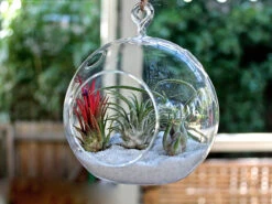 7" X 8" Hanging Round Terrarium Candle Holder - 12 Pieces -Home Decoration Discount 91kPWdMfMnL. AC SL1500 48798.1661951749.1280.1280