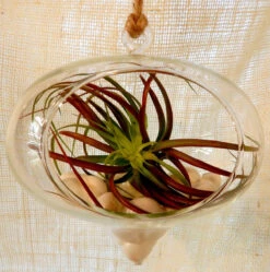 5" X 6" Rope Hanging Terrarium - 24 Pieces 16 5" X 6" Rope Hanging Terrarium - 24 Pieces -Home Decoration Discount A1IOdLKcj L. SL1500 96211.1465009778.1280.1280