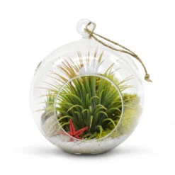 6" X 6.5" Hanging Round Terrarium Candle Holder - 18 Pieces -Home Decoration Discount HCH0106 C1 45179 28801 72257.1657123892 11803.1663139515.1280.1280