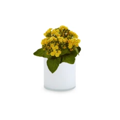 5" X 5" White Cylinder Glass Vase - 12 Pieces 8 5" X 5" White Cylinder Glass Vase - 12 Pieces -Home Decoration Discount VCY0505WT C2 81080.1638374011 76685.1641703505.1280.1280