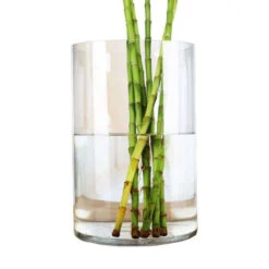 8" X 12" Cylinder Glass Vase - 6 Pieces 9 8" X 12" Cylinder Glass Vase - 6 Pieces -Home Decoration Discount VCY0812 C1 61562 01616 62491.1657124898 56980.1661953787.1280.1280