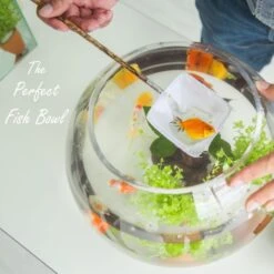 Glass Bubble Bowl, H-8" W-10" (Wholesale 6 PCS/Case) 9 Glass Bubble Bowl, H-8" W-10" (Wholesale 6 PCS/Case) -Home Decoration Discount gbb004 105 fish