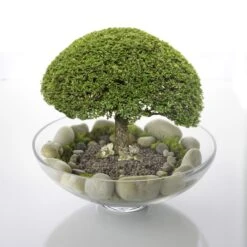 Glass Footed Decorative Bowl, H-4.5" D-12" (Wholesale 3 PCS/Case) 12 Glass Footed Decorative Bowl, H-4.5" D-12" (Wholesale 3 PCS/Case) -Home Decoration Discount gcp106 bonsaiterrarium 1000