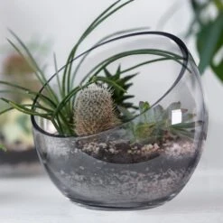 Case Of 4 - Glass Slant Cut Pod Terrarium Bowl, H-9" W"10 -Home Decoration Discount gcu064.plant .800