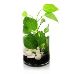 Glass Cylinder Vase, H-10" D-5" (Wholesale 6 PCS/Case) 13 Glass Cylinder Vase, H-10" D-5" (Wholesale 6 PCS/Case) -Home Decoration Discount gcy055 10 2