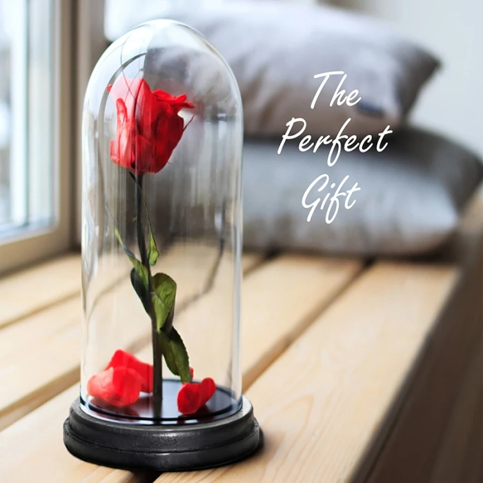 Glass Cloche Display Dome With Black Wood Base, H-15" D-7" (Wholesale 4 PCS/Case) 4 Glass Cloche Display Dome With Black Wood Base, H-15" D-7" (Wholesale 4 PCS/Case) - Image 4