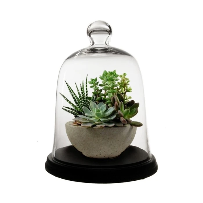 Glass Bell Dome Cloche With Black Wood Base, H-17" D-13" (Wholesale 2 PCS/Case) 5 Glass Bell Dome Cloche With Black Wood Base, H-17" D-13" (Wholesale 2 PCS/Case) - Image 5