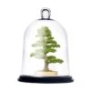 Glass Bell Dome Cloche With Black Wood Base, H-13" D-10" (Wholesale 2 PCS/Case)