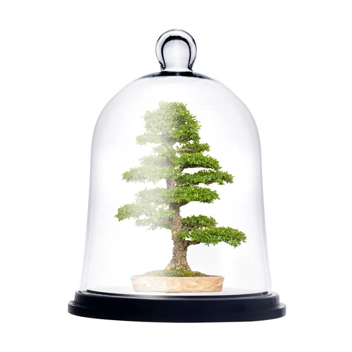Glass Bell Dome Cloche With Black Wood Base, H-13" D-10" (Wholesale 2 PCS/Case) 1 Glass Bell Dome Cloche With Black Wood Base, H-13" D-10" (Wholesale 2 PCS/Case)