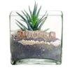 Glass Cube Vase, 8" X 8" X 8" (Wholesale 4 PCS/Case)