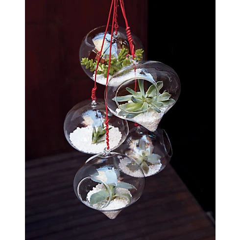 5" X 6" Rope Hanging Terrarium - 24 Pieces 5 5" X 6" Rope Hanging Terrarium - 24 Pieces - Image 5