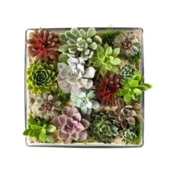 Glass Square Vase, 14" X 14" X 5" (Wholesale 2 PCS/Case) 7 Glass Square Vase, 14" X 14" X 5" (Wholesale 2 PCS/Case) -Home Decoration Discount large square vase gcb119 1