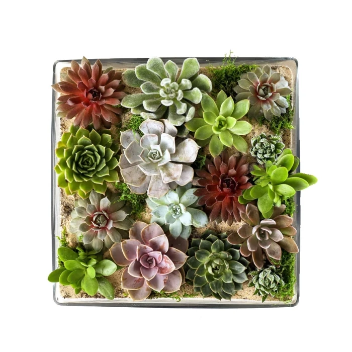 Glass Square Vase, 14" X 14" X 5" (Wholesale 2 PCS/Case) 4 Glass Square Vase, 14" X 14" X 5" (Wholesale 2 PCS/Case) - Image 4
